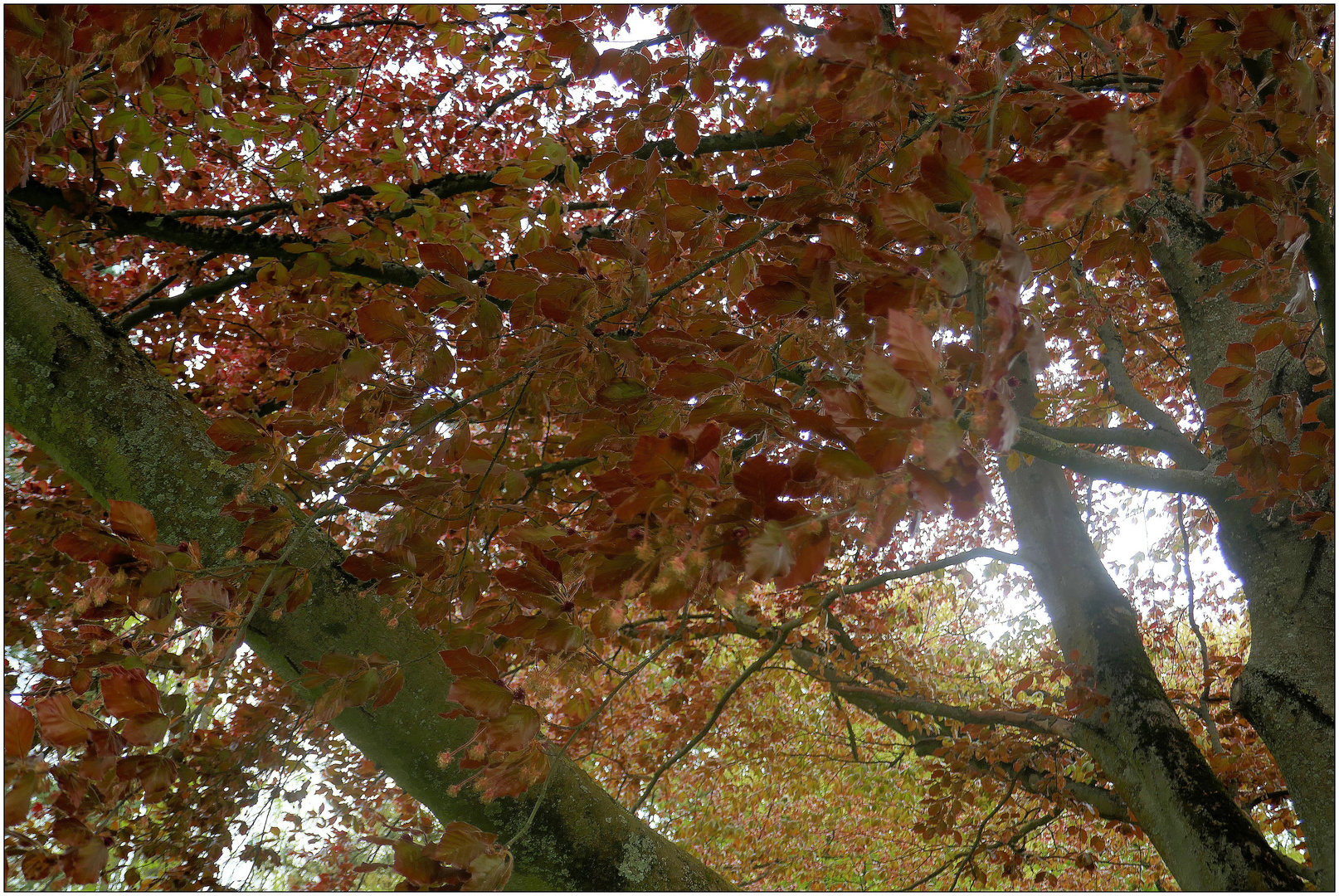 Herbstfarben im Frühling