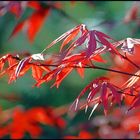 Herbstfarben im Frühling