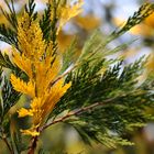 Herbstfarben im Frühling