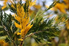 Herbstfarben im Frühling