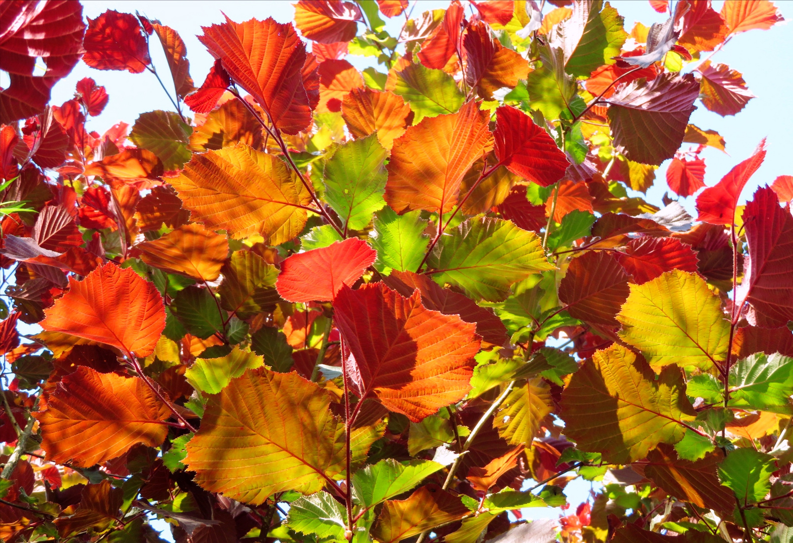 Herbstfarben im Frühling