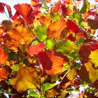 Herbstfarben im Frühling