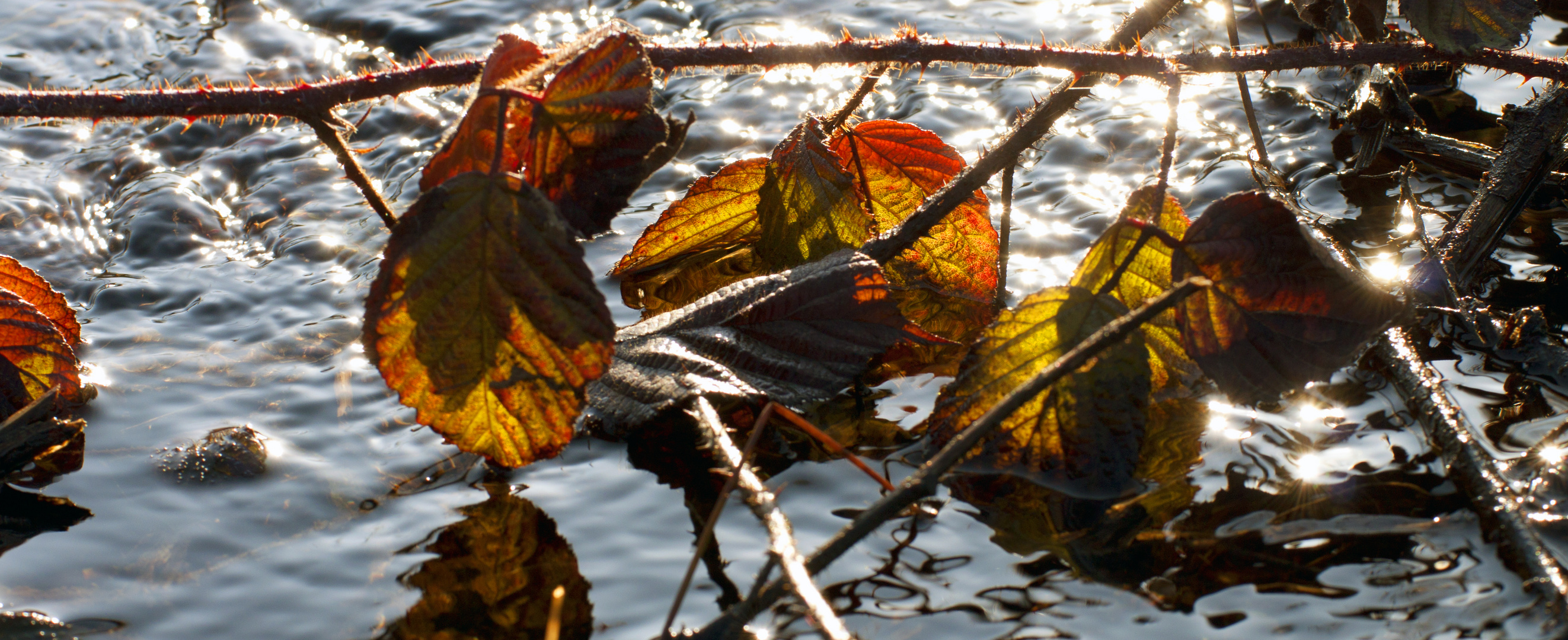 Herbstfarben im Frühling