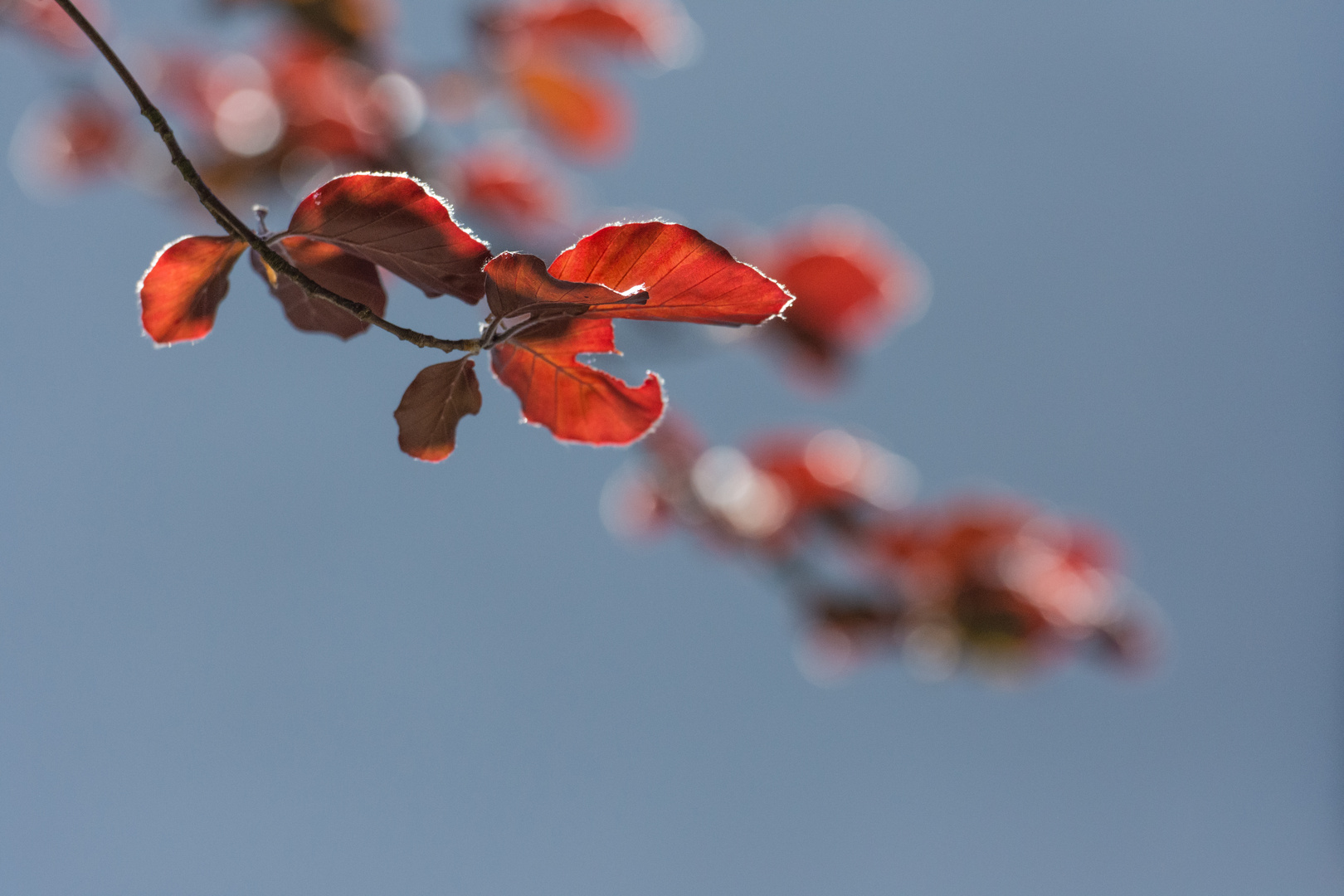 Herbstfarben im Frühling: Blutbuche