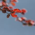 Herbstfarben im Frühling: Blutbuche