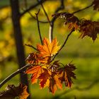 Herbstfarben im Frühling ...