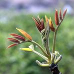 Herbstfarben im Frühling