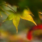 Herbstfarben im Garten