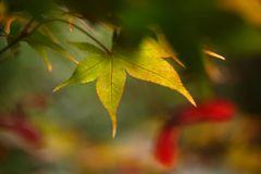 Herbstfarben im Garten