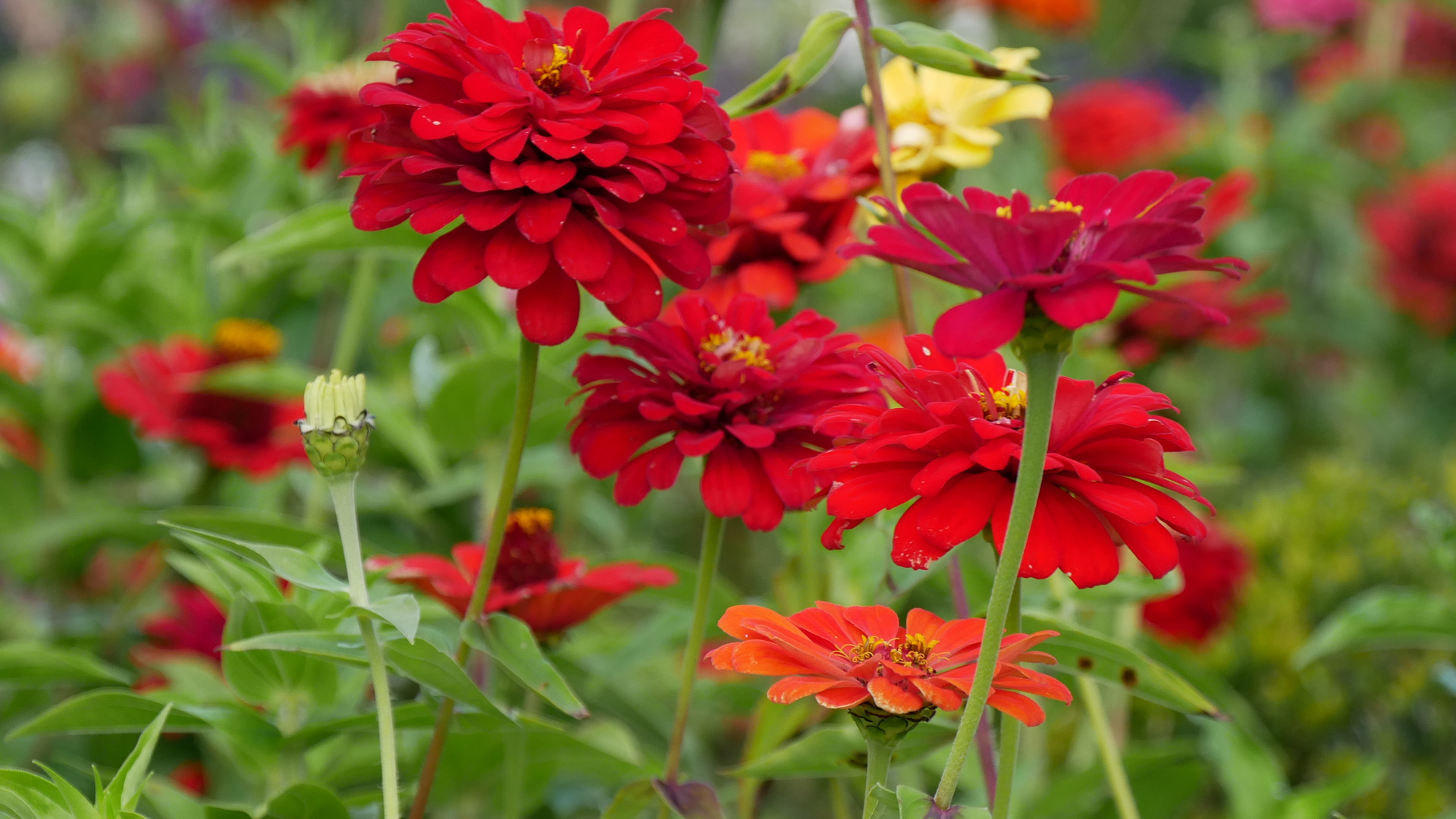 Herbstfarben im Garten