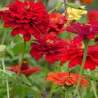 Herbstfarben im Garten