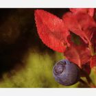 Herbstfarben im Gebirge