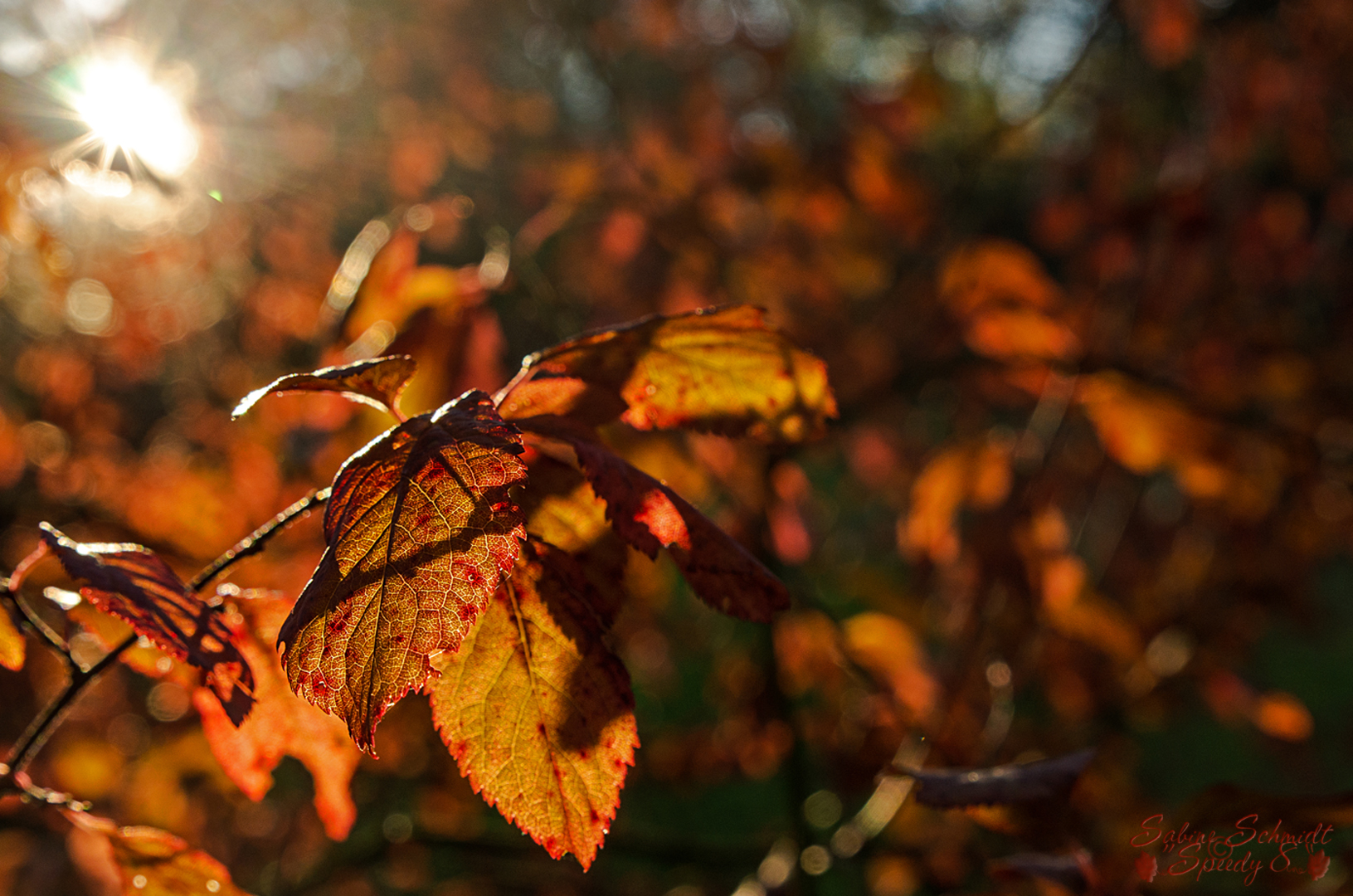 Herbstfarben im Gegenlicht