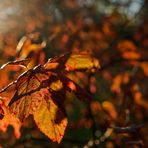 Herbstfarben im Gegenlicht