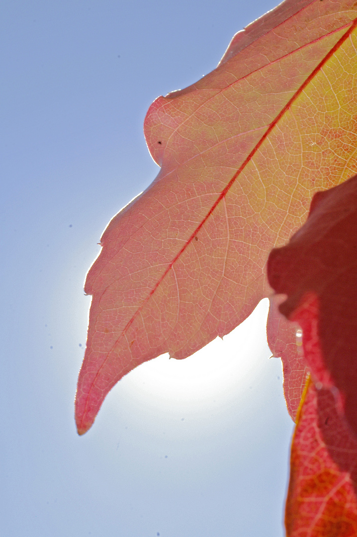 Herbstfarben im Gegenlicht
