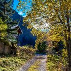 Herbstfarben im Gegenlicht