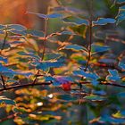 Herbstfarben im Gegenlicht