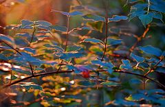 Herbstfarben im Gegenlicht