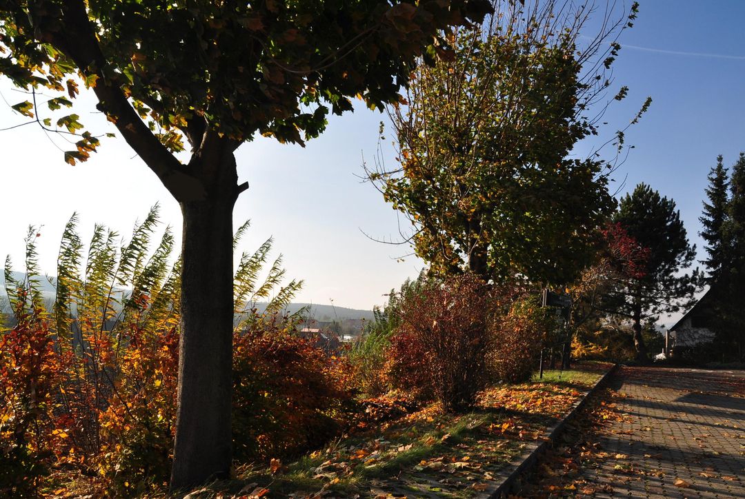 Herbstfarben im Gegenlicht