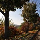 Herbstfarben im Gegenlicht