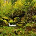 Herbstfarben im Gottleubatal