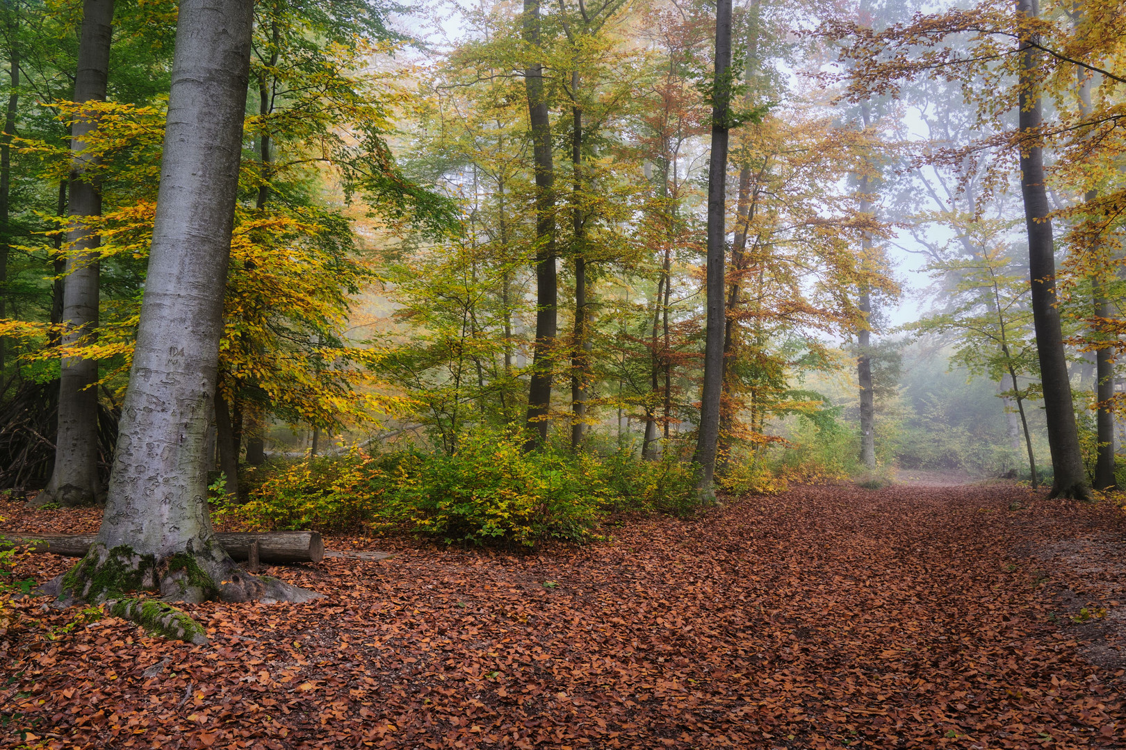 Herbstfarben im Hauswald