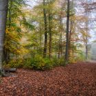 Herbstfarben im Hauswald
