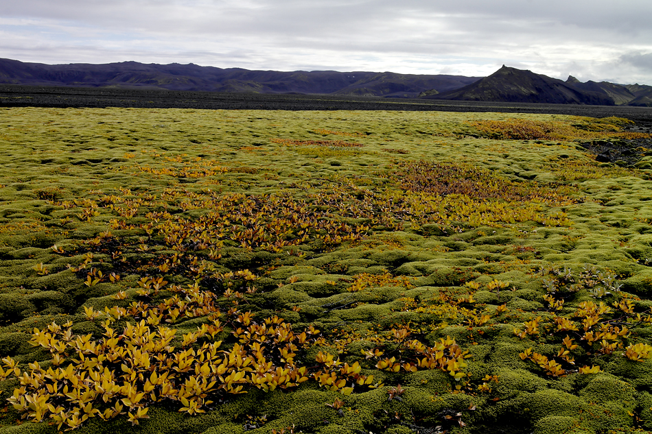 Herbstfarben im Hochland - Island