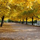 Herbstfarben im Hofgarten