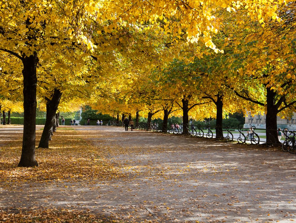 Herbstfarben im Hofgarten