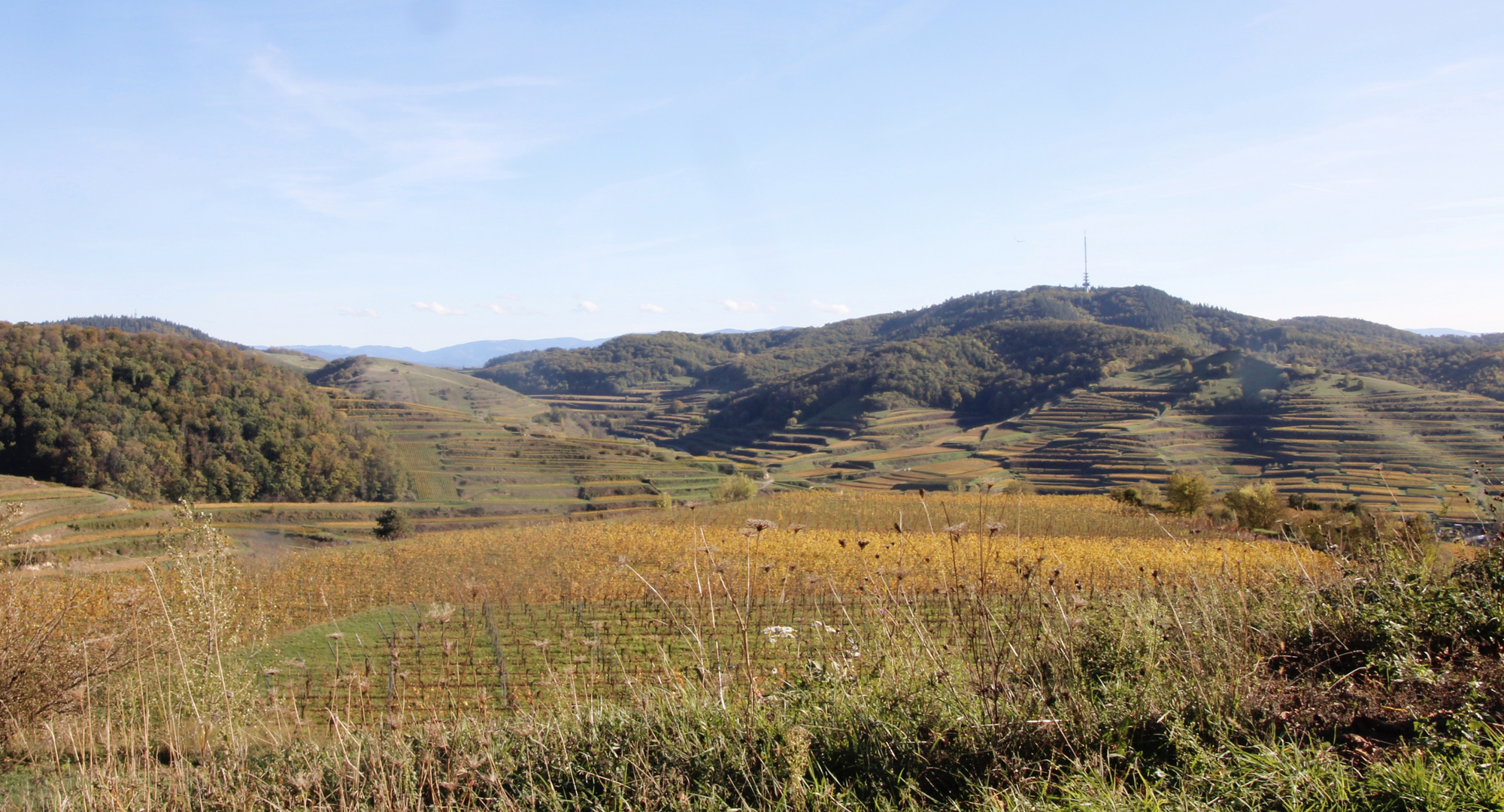 Herbstfarben im Kaiserstuhl - Badenberg und Totenkopf 