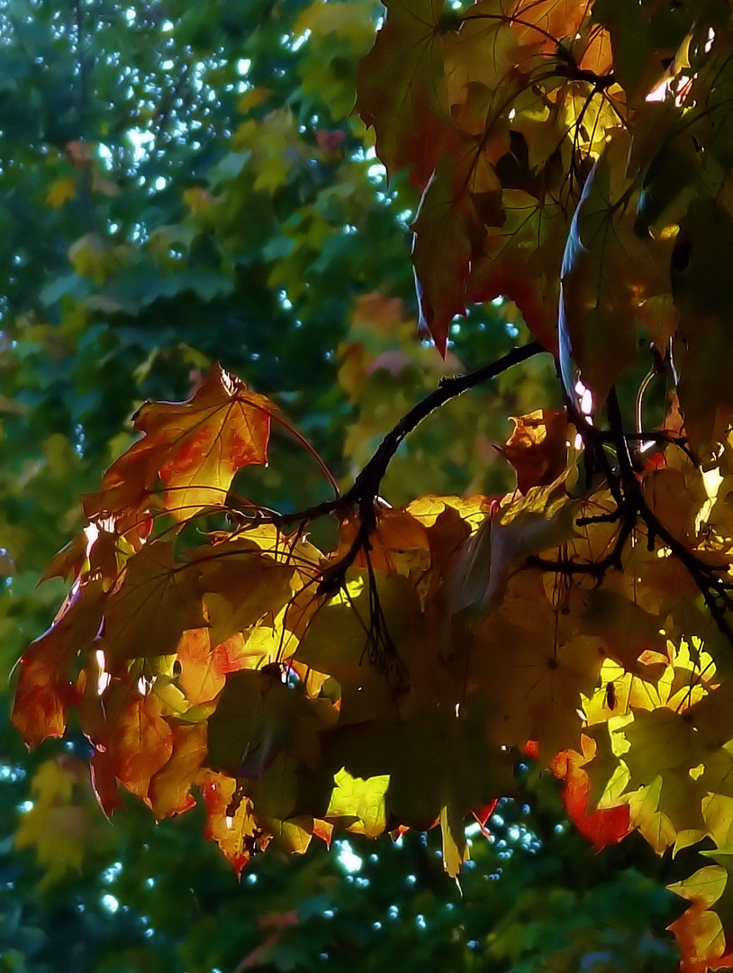 herbstfarben im kleinformat