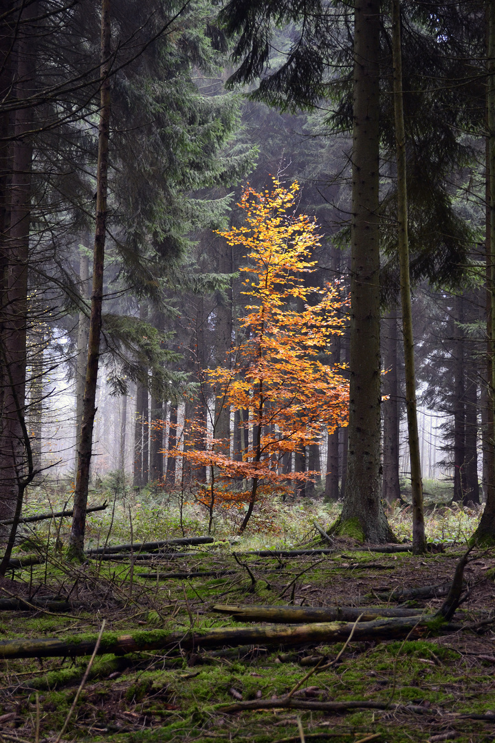 Herbstfarben im Kontrast