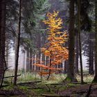 Herbstfarben im Kontrast