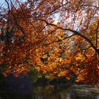 Herbstfarben im Kurpark von Bad Hamm