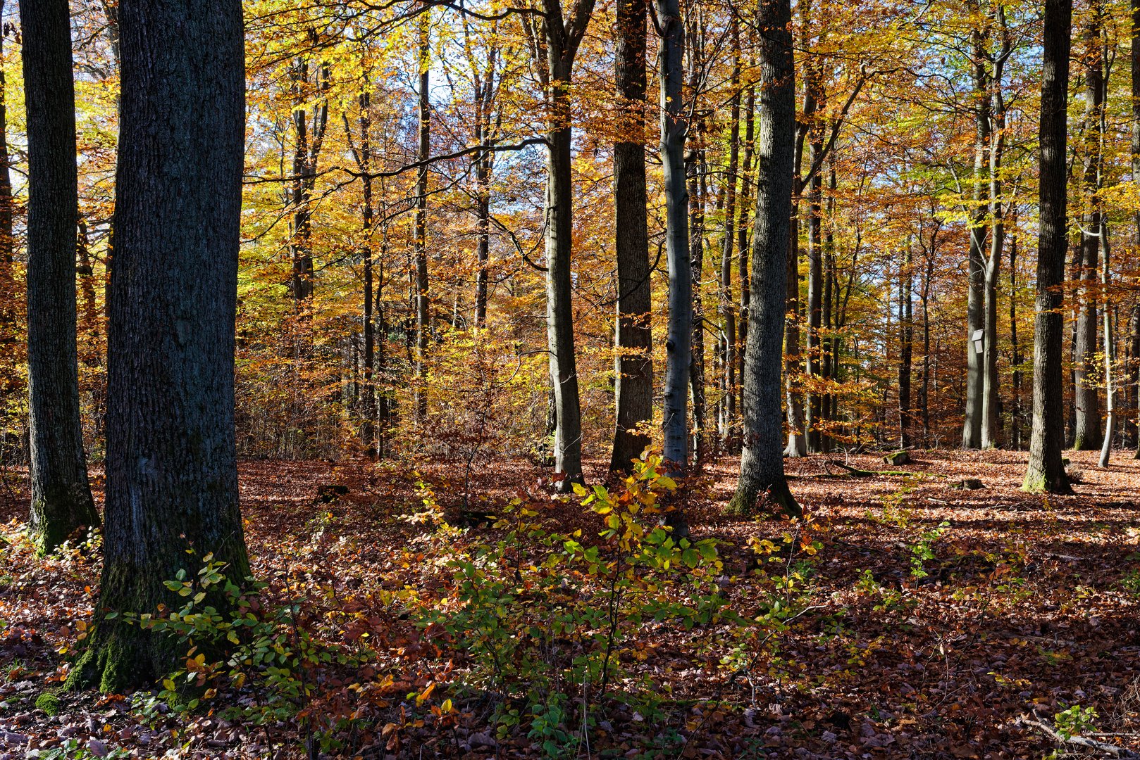 Herbstfarben im Laubwald