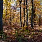 Herbstfarben im Laubwald