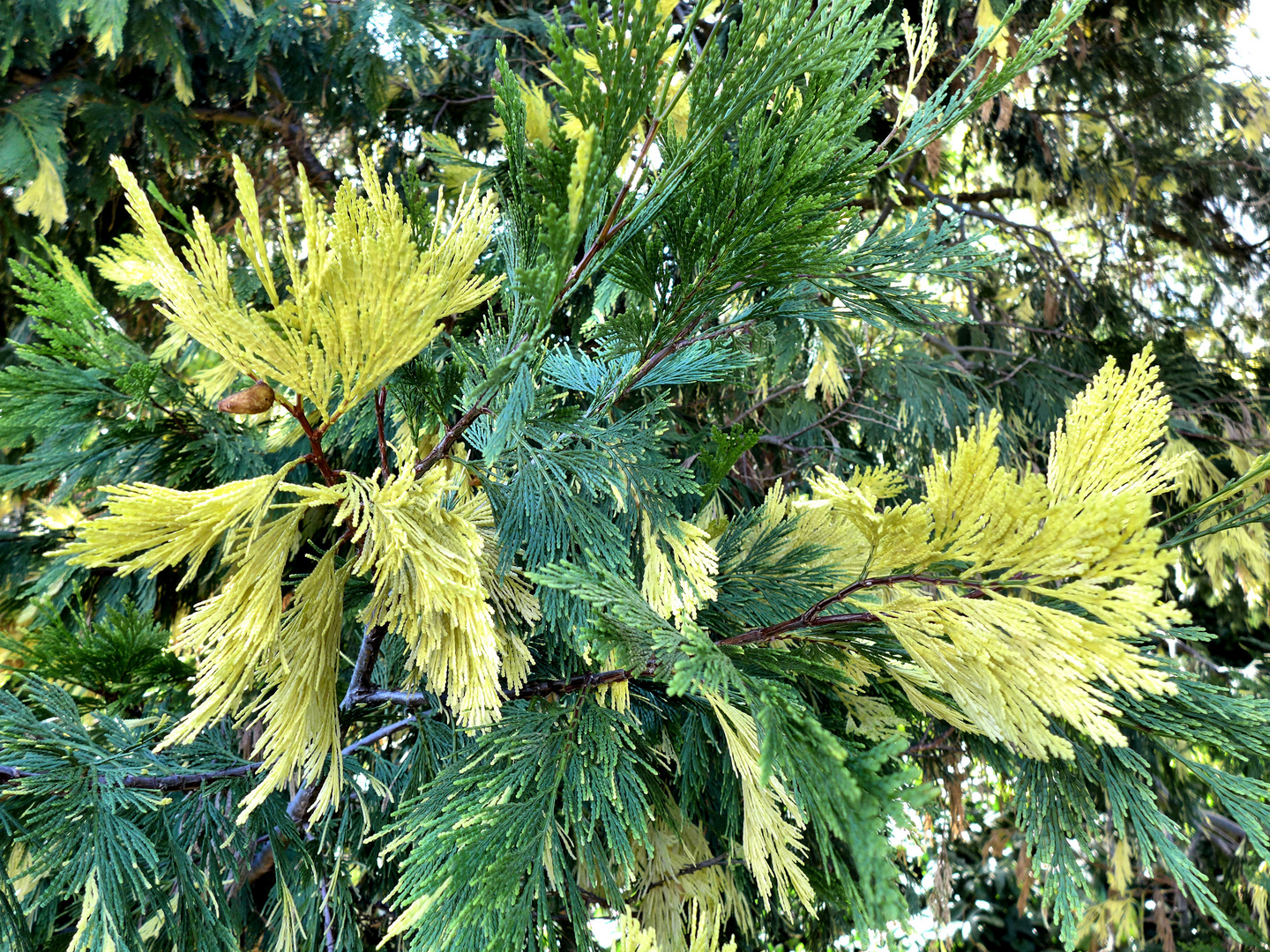 Herbstfarben im Lebensbaum