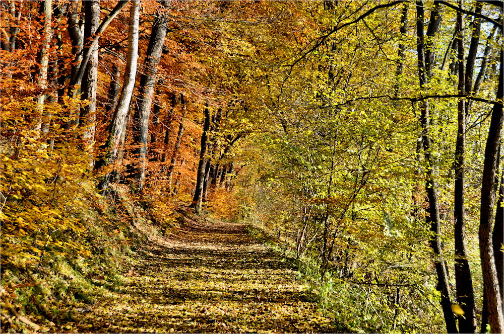 Herbstfarben im LICHT