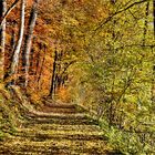 Herbstfarben im LICHT