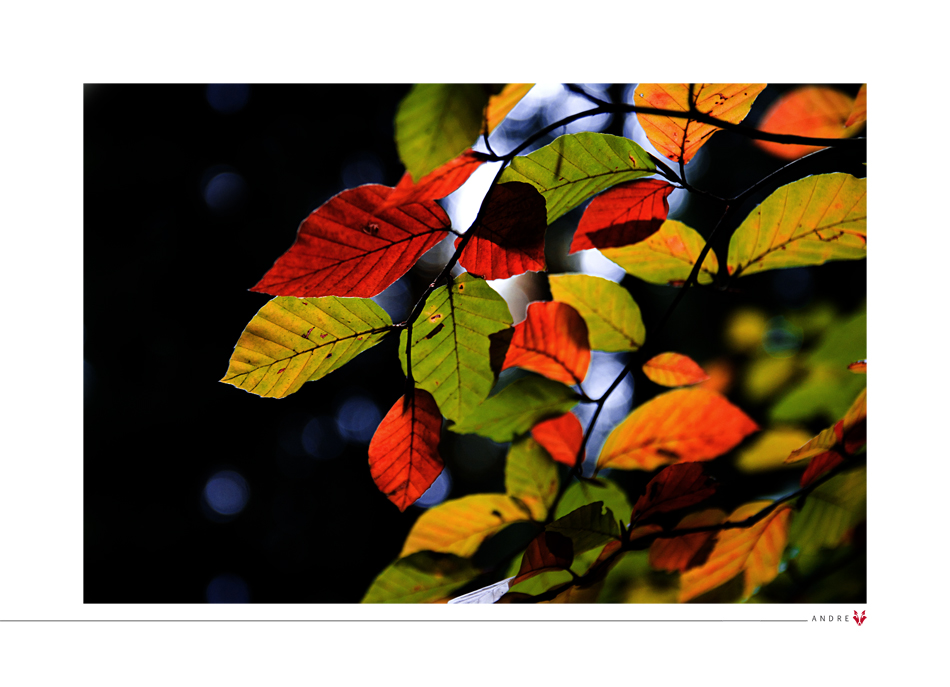 - Herbstfarben im Licht -