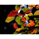 - Herbstfarben im Licht -