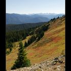 [ Herbstfarben im Manning Provincial Park ]