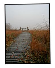 Herbstfarben im Moor