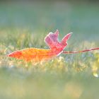 Herbstfarben im Morgenlicht