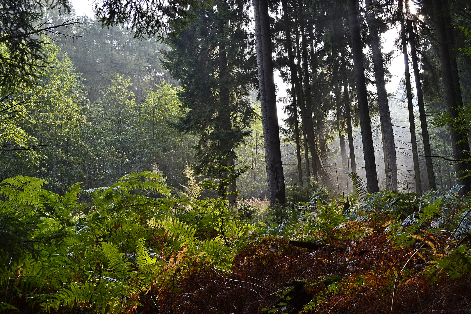 Herbstfarben im Morgenlicht