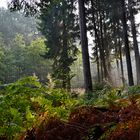 Herbstfarben im Morgenlicht