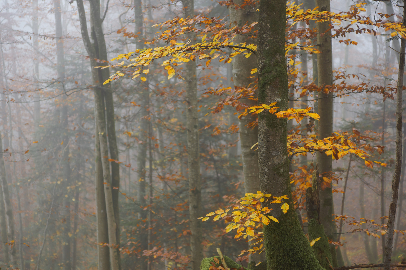 Herbstfarben im Nebel