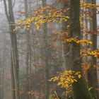 Herbstfarben im Nebel