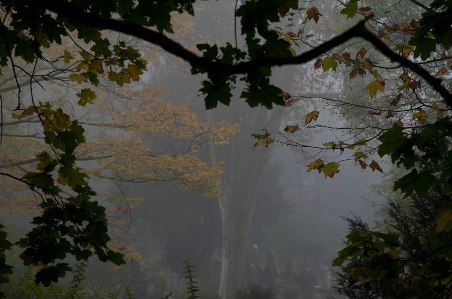 Herbstfarben im Nebel